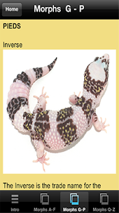 Leopard Gecko Pro 1.0(圖4)-速報App