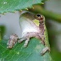 Cope's Grey Treefrog