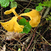 Chanterelle