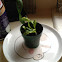 Venus fly trap with common house fly