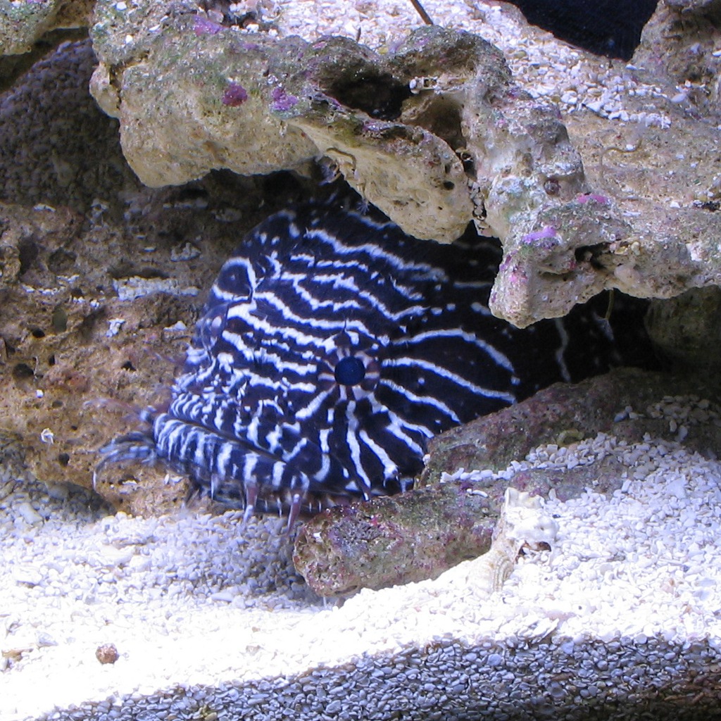 White-Lined Toadfish