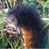 Garden tiger moth larva