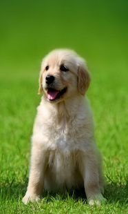 How to install 귀여운 강아지 사진 patch 1.2 apk for laptop