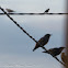 Spotless Starling; Estornino Negro