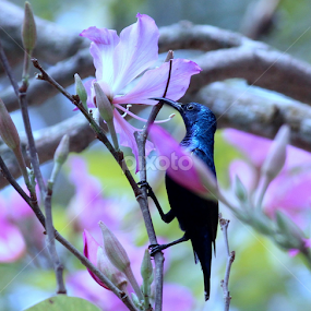 Purple Sunbird  by Debapriya Bhattacharya - Animals Birds