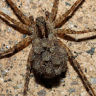 Thinlegged Wolf Spider (Female)