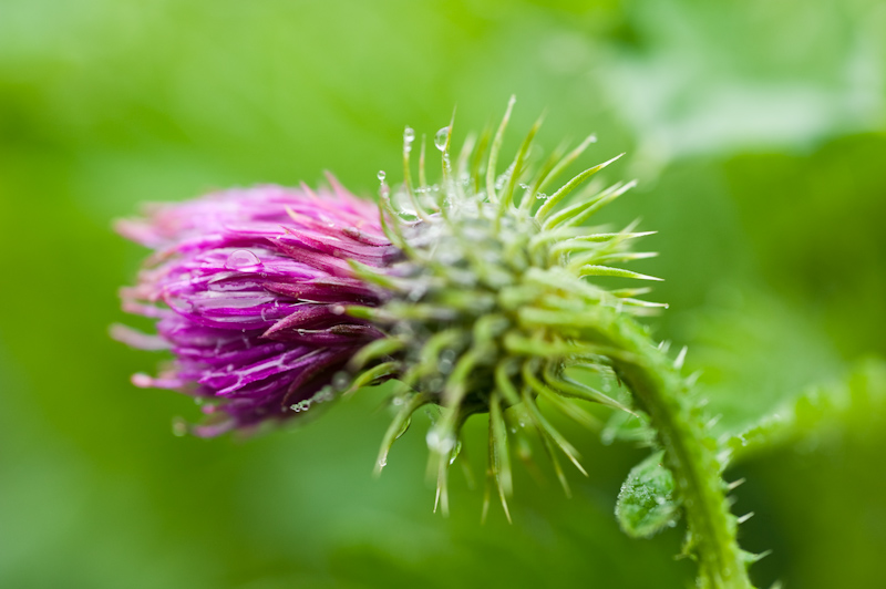 Welted thistle