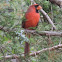 Northern Cardinal      male