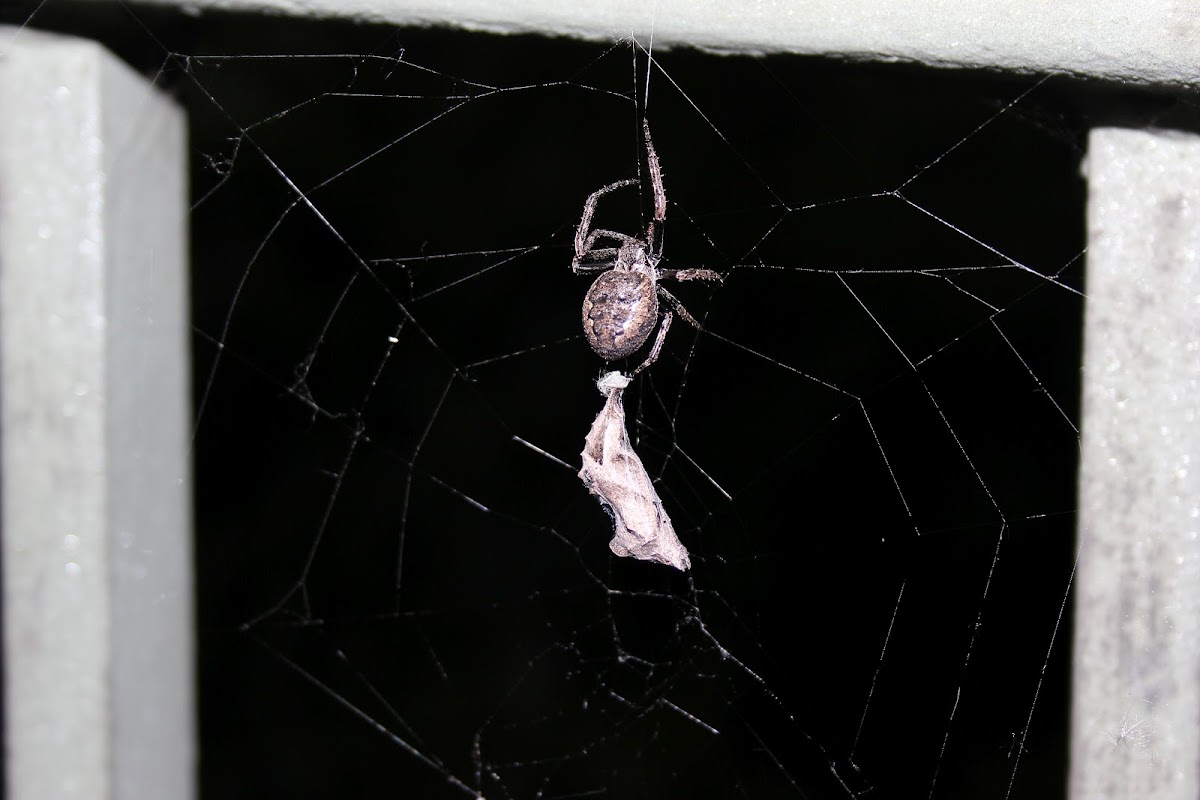 Walnut Orb-Weaver Spider