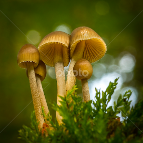 Fungi in soft light by Peter Samuelsson - Nature Up Close Mushrooms & Fungi