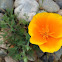 California Poppy