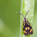 Yellow Spotted Moth