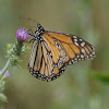 Monarch Butterfly