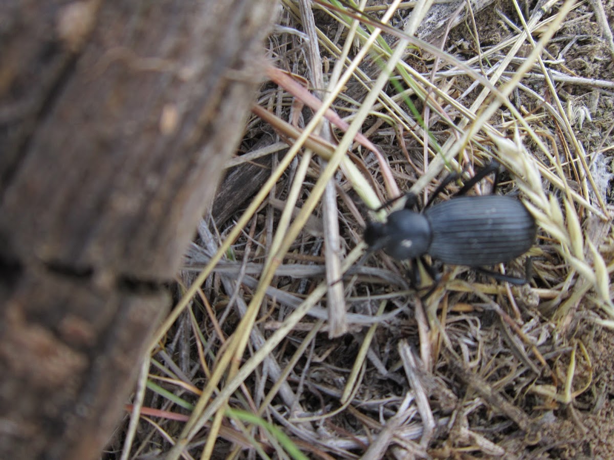 Mealworm Darkling Beetle
