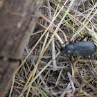 Mealworm Darkling Beetle