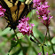 Western Tiger Swallowtail