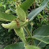 Milkweed pods, common milkweed
