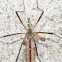 Crane Fly with undeveloped wings