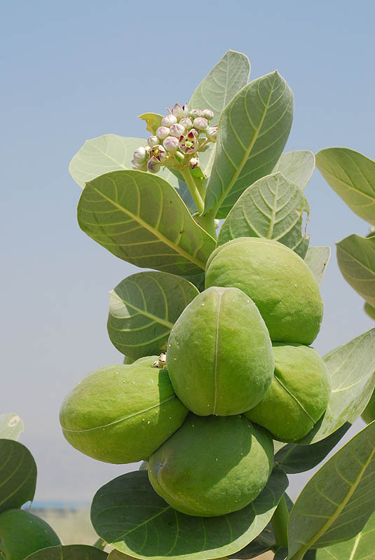 Apple of Sodom Project Noah