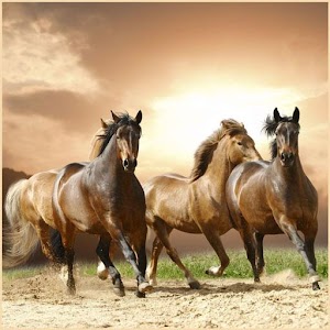 Wild Animals HD GO Launcher.apk 2.76