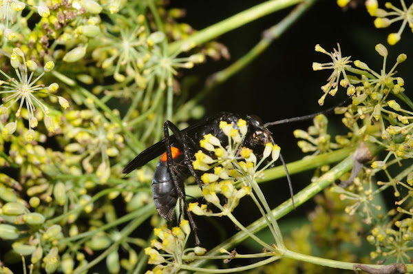 Blue-black spider wasp | Project Noah