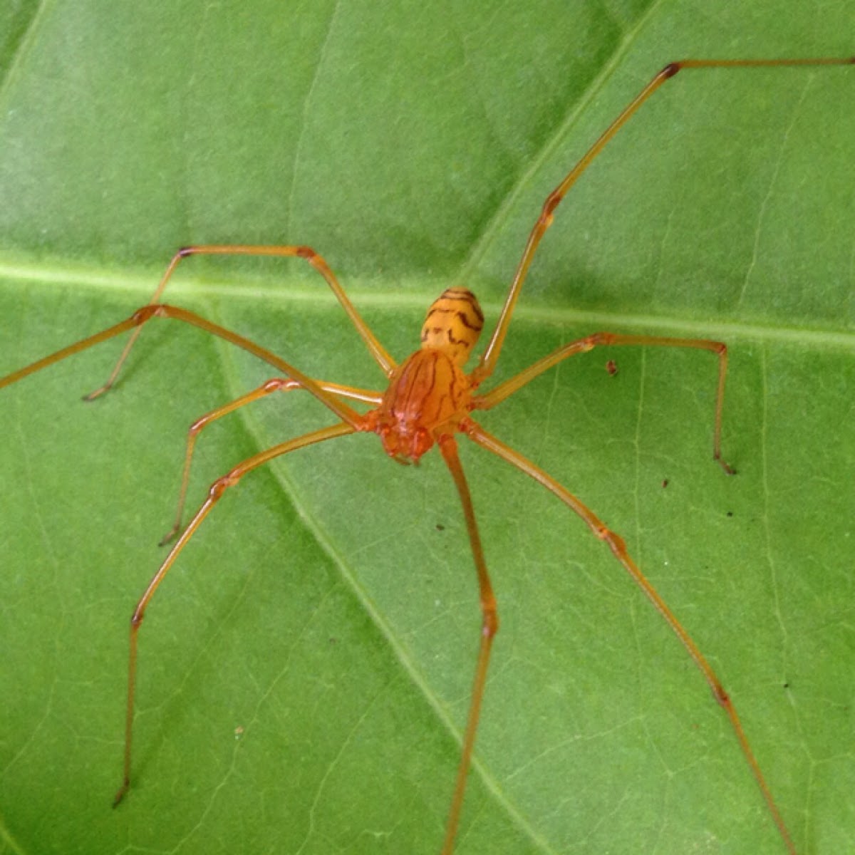 Spitting Spider