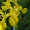 Iris orientale