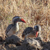 Red-billed Hornbill