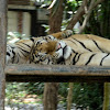 Tigers like to spoon too