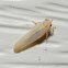 Leafhopper