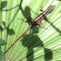 Brown Anole