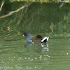 Moorhen