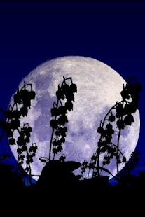 How to download Lily of the Valley Free 1.01 apk for android