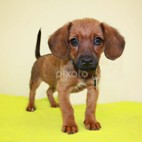 Jimmy by Sharon Scholtes - Animals - Dogs Puppies