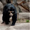 Spectacled bear