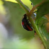 Harlequin Ladybird 