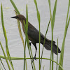 Boat-tailed Grackle (female)