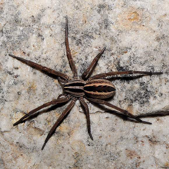 rabid wolf spider