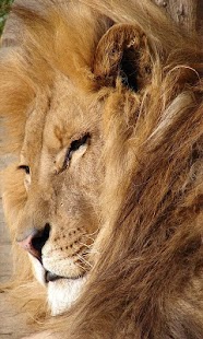 Download Lion Wallpapers HD APK for Android