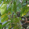 Gaint Wood Spider