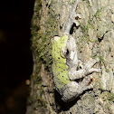 Bird Voiced Treefrog