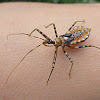 Assassin Bug Nymph