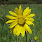 Nodding Sunflower