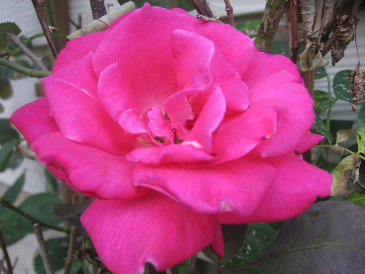 Peace rose