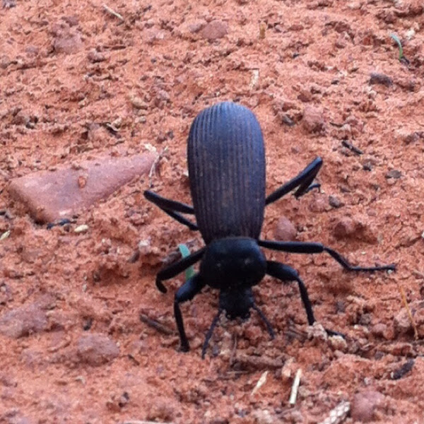 Darkling Beetle Project Noah