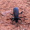 Darkling Beetle