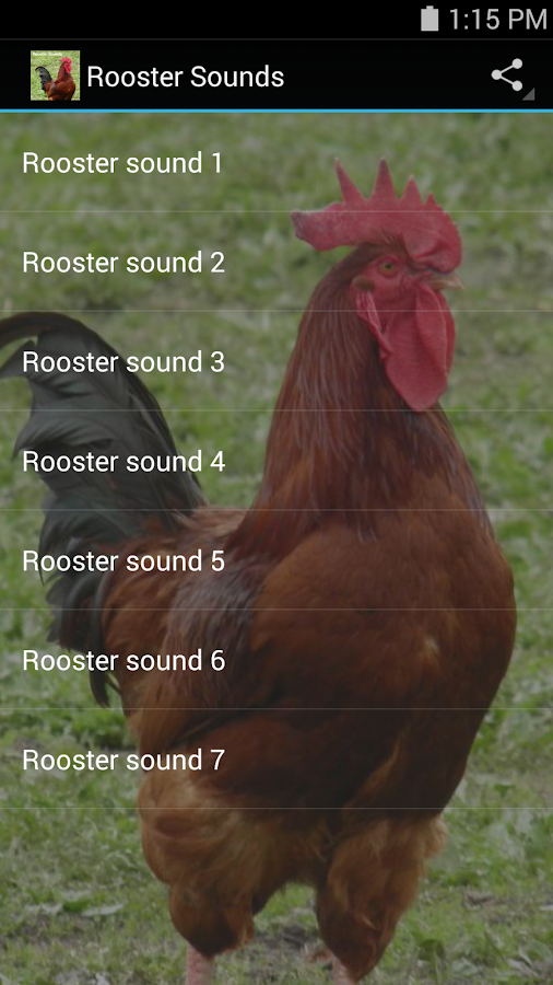 Rooster Sounds Android Apps on Google Play