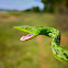 Asian Vine Snake | Project Noah