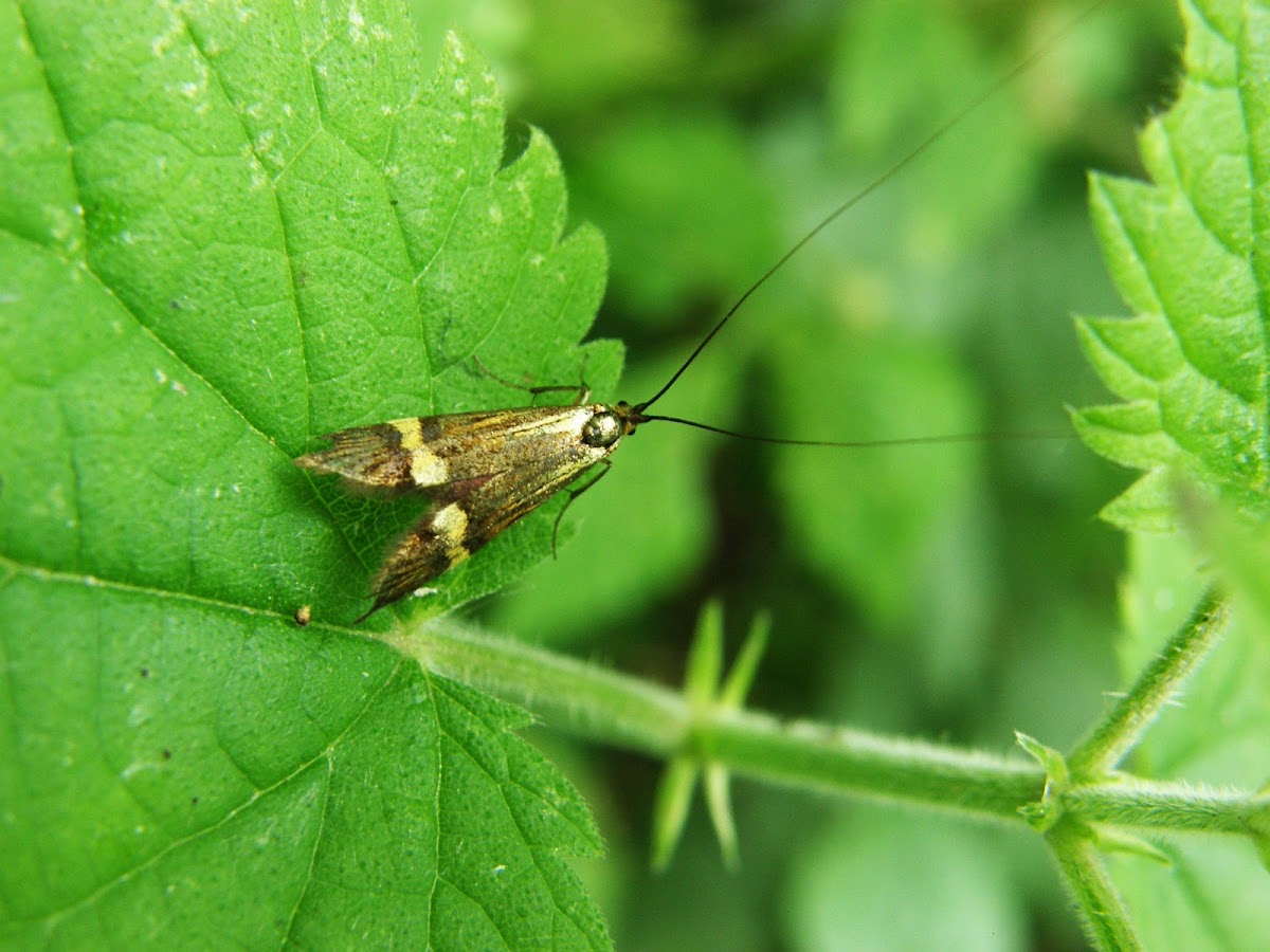 Longhorn Moth