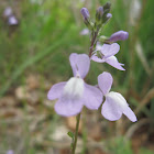 Blue toadflax